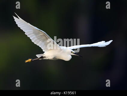 (170825) - FUZHOU, Aug 25, 2017 (Xinhua) - ein Reiher fliegt über dem West Lake in Fuzhou, Provinz Fujian im Südosten Chinas, Aug 25., 2017. (Xinhua / Mei Yongcun) (wyl) Stockfoto