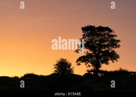 Ein Sommer Sonnenaufgang über Silhouetted Bäume und Hecke auf halkyn Berg in Flinthsire, Nord Wales, Großbritannien Stockfoto