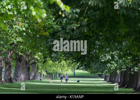 Windsor, Großbritannien. 26 Aug, 2017. Anwohner gehen Hunde in der Bank Holiday Wochenende Sonnenschein zwischen den Reihen von London Flugzeug und Rosskastanie Bäume im Windsor Great Park. Credit: Mark Kerrison/Alamy leben Nachrichten Stockfoto