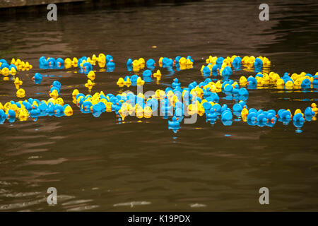 Newbury Wasserstraßen festival Duck Race Stockfoto