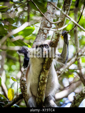 Die roten Colobus Monkey ist nur auf der Insel Sansibar gefunden, vor der Küste von Tansania, in den Jozani Forest. Stockfoto