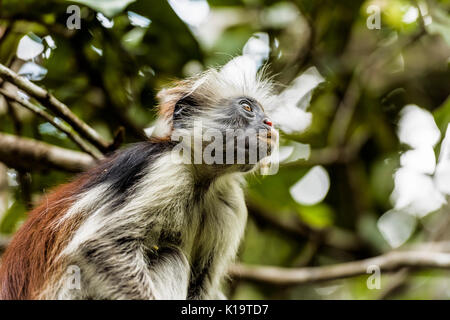 Die roten Colobus Monkey ist nur auf der Insel Sansibar gefunden, vor der Küste von Tansania, in den Jozani Forest. Stockfoto