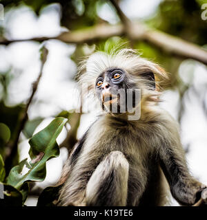 Die roten Colobus Monkey ist nur auf der Insel Sansibar gefunden, vor der Küste von Tansania, in den Jozani Forest. Stockfoto