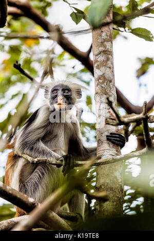 Die roten Colobus Monkey ist nur auf der Insel Sansibar gefunden, vor der Küste von Tansania, in den Jozani Forest. Stockfoto