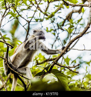 Die roten Colobus Monkey ist nur auf der Insel Sansibar gefunden, vor der Küste von Tansania, in den Jozani Forest. Stockfoto