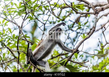 Die roten Colobus Monkey ist nur auf der Insel Sansibar gefunden, vor der Küste von Tansania, in den Jozani Forest. Stockfoto