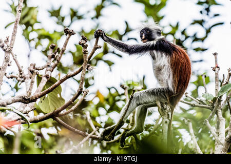 Die roten Colobus Monkey ist nur auf der Insel Sansibar gefunden, vor der Küste von Tansania, in den Jozani Forest. Stockfoto