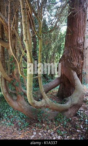 Old English Native Eibe wächst in einem alten vernachlässigt Friedhof Stockfoto