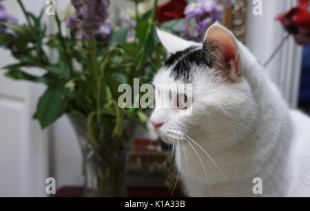 Weiße und schwarze inländischen kurze Haare nach Haustier Katze sitzt neben einer Vase mit Blumen Stockfoto