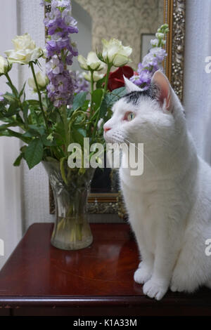 Weiße und schwarze inländischen kurze Haare nach Haustier Katze sitzt neben einer Vase mit Blumen Stockfoto