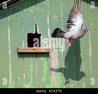 Lieferbar Taube Columba oenas Abflug vom Nest in Bauernhof Schuppen Stockfoto