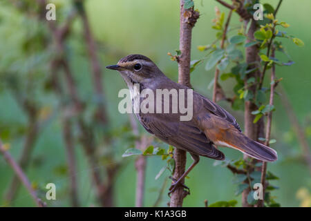 Das Blaukehlchen (Luscinia svecica) bei Bharatpur Vogelschutzgebiet in Rajasthan Stockfoto