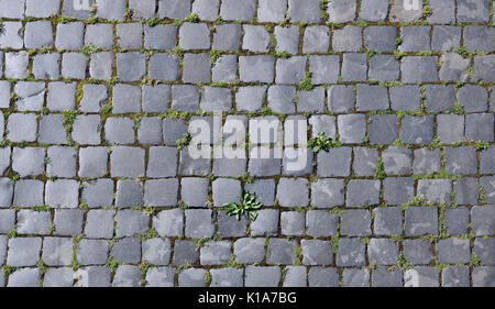 Zwischen dem grauen Granit Steine der alten Stadt Fahrbahn Moos und Gras wächst. Ansicht von oben Panoramablick collage Stockfoto