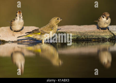 Europäische grünfink Carduelis chloris, weiblich, und zwei Jugendliche eurasischen Feldsperling Passer montanus, in Woodland Pool, Tiszaalpár, Ungarn im Juli. Stockfoto