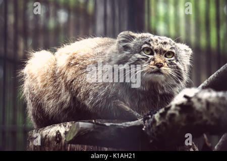 Manul die asiatische Wildkatze Nahaufnahme Foto. Seltene Tier am Rande des Aussterbens. Stockfoto