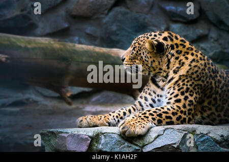 Die Amur leopard sitzt in einem Käfig. Porträt einer wunderschönen Leopard. Die fernöstlichen Leoparden in das rote Buch eingetragen. Stockfoto