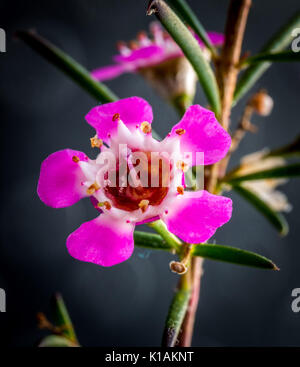 Makro Foto von Geraldton Wax Blume Stockfoto