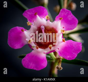 Kleine rosa Blume Stockfoto