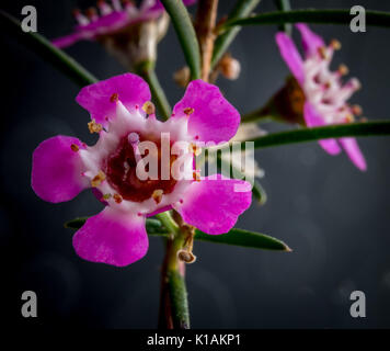 Makro Foto von Geraldton Wax Blume Stockfoto