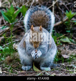 Sciurus carolinensis - allgemein EasternGray Eichhörnchen, Fütterung, ein Ärgernis/invasive Arten bedroht die UK native Eichhörnchen Stockfoto