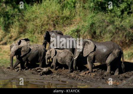 Badezeit. Eine Elefantenfamilie in einer flachen Schlammpfütze an einem heißen Tag, Kruger-Nationalpark, Südafrika. Eine gewöhnliche, alltägliche, gemischte Gruppenaktivität. Stockfoto
