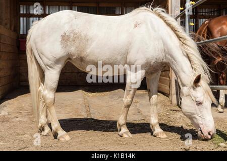 White American paint horse. Stockfoto