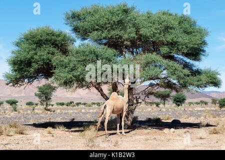 Ein Kamel (Dromedar) isst aus einer Akazie in der Sahara Wüste von Marokko. Stockfoto