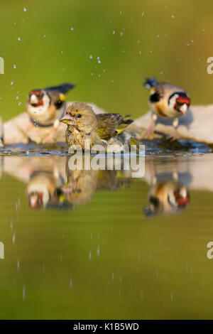 Europäische grünfink Carduelis chloris, weiblich, und zwei Europäische Stieglitz Carduelis carduelis, woodland Pool, Tiszaalpár, Ungarn im Juli. Stockfoto