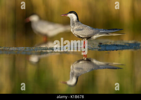 Whiskered tern Chlidonias hybridus, Erwachsene, stehen in der flachen Lagune, Tiszaalpár, Ungarn im Juli. Stockfoto