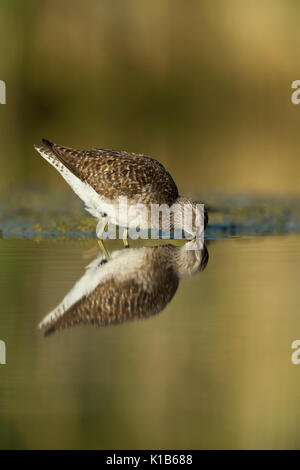 Bruchwasserläufer Tringa gareola, Erwachsener, in der flachen Lagune Fütterung stehend, Tiszaalpár, Ungarn im Juli. Stockfoto