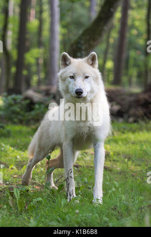 Polarwolf Stockfoto