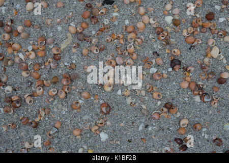 Bunte Shells, Äußere Hebriden Stockfoto