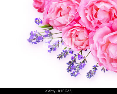 Pale Pink curly Rosen und Lavendel in der Ecke des weißen Hintergrund Stockfoto