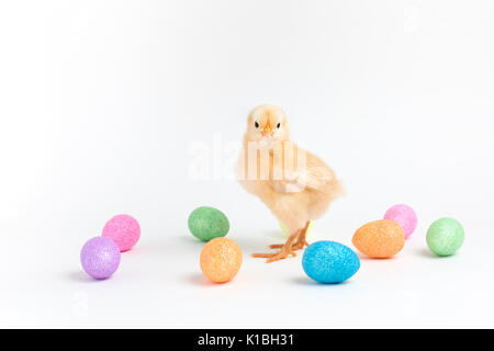 Gelb Ostern Küken steht auf einem weißen Hintergrund unter den kleinen glitzernden Eier Stockfoto