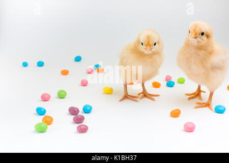 Zwei gelbe Küken auf einem weißen Hintergrund durch bunte jelly bean Bonbons umgeben Stockfoto