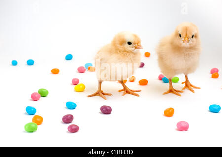 Zwei gelbe Küken auf einem weißen Hintergrund durch bunte jelly bean Bonbons umgeben Stockfoto