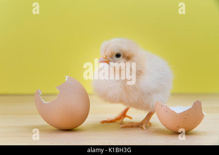 Flauschige Buff Orpington chick steht durch Risse Eierschale auf einem Laufbelag mit gelbem Hintergrund Stockfoto