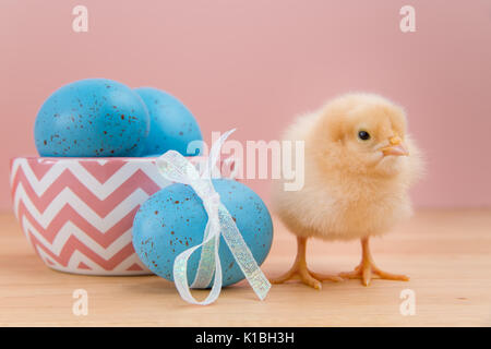 Gelb Flauschige Ostern Küken auf Kamera schaut auf rosa Hintergrund steht auf der Seite der Schüssel blau gesprenkelten Eiern Stockfoto
