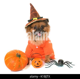 Pomeranian spitz und Halloween vor weißem Hintergrund Stockfoto