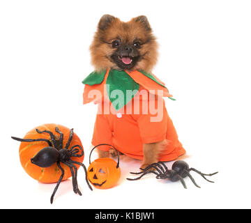 Pomeranian spitz und Halloween vor weißem Hintergrund Stockfoto