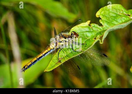 Gelb - winged Darter Stockfoto