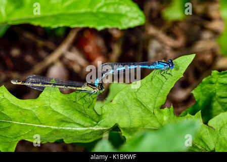 Gemeinsamen blue damselfly Stockfoto