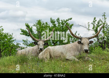Die zwei weißen Ochsen mit langen Hörner liegen auf einer Wiese unter den Bäumen. Bildagentur. Stockfoto