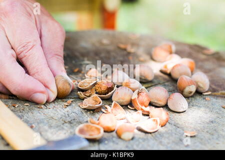 Man Risse Haselnüsse mit einem Hammer in den Hinterhof Stockfoto