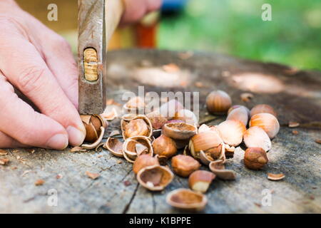 Man Risse Haselnüsse mit einem Hammer in den Hinterhof Stockfoto