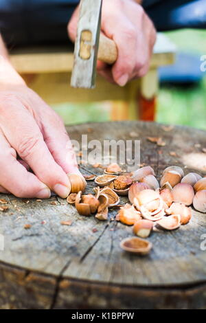 Man Risse Haselnüsse auf einem hölzernen im Hof anmelden Stockfoto