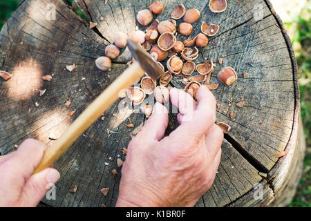 Man Risse Haselnüsse mit einem Hammer in den Hinterhof Stockfoto