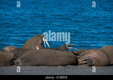 Norwegen, Spitzbergen, Svalbard Nature Reserve, Edgeoya, Kapp Lee. Kleine Gruppe von walross mitgeführt und auf entfernten Strand (WILD: Odobenus roamerus) Stockfoto