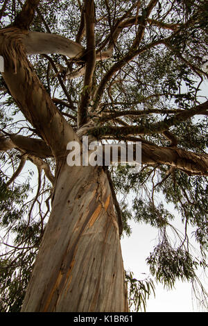 Big eukalyptus stamm und Zweige von unten gesehen Stockfoto