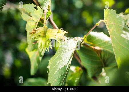 Junge Haselnüsse wachsen auf dem Baum Stockfoto